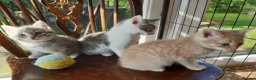 Mixed Breed cats for sale: Blue tabby ginger kittens  in Sidmouth - Advert 1
