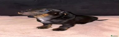Black and Tan Boy