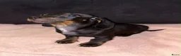 Miniature Dachshund dogs for sale: 3 Miniature Dachshund Puppies  - Advert 10