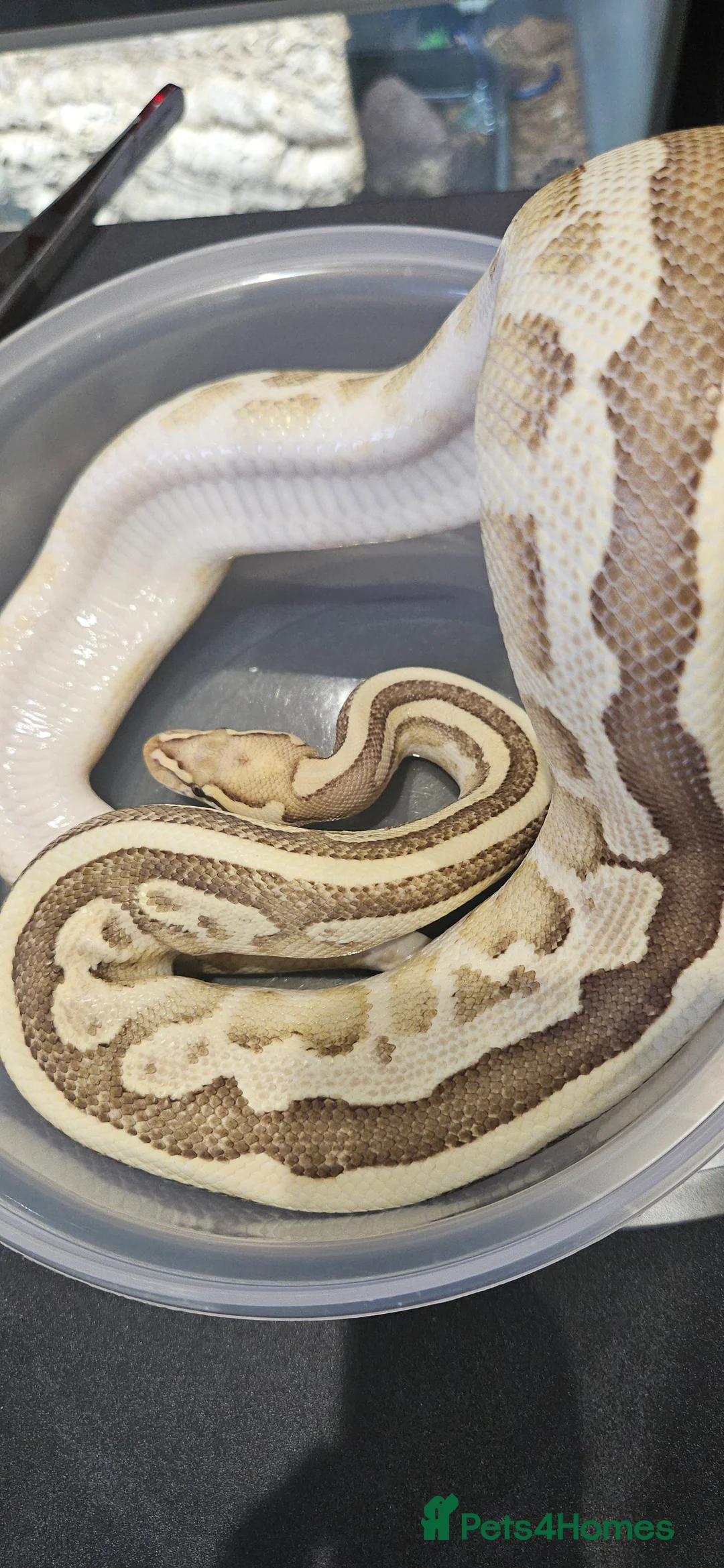 Python Snake reptiles for sale: Female Ocelot Fire Morph Female Ball/Royal Python - Advert 5