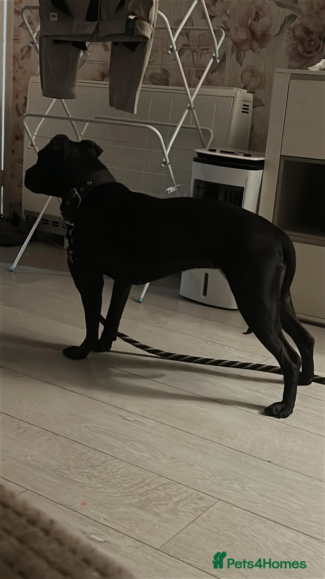 Staffordshire Bull Terrier dogs for sale: Arlo. Last little staffie boy from litter  in Burnham-on-Crouch - Advert 2