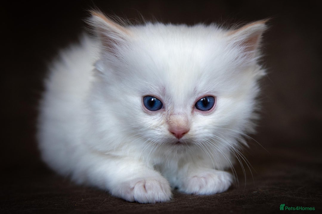 Ragdoll cats for sale: Stunning Ragdolls Ready Dec 24th - Advert 6