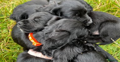 Cocker Spaniel dogs in Ty Croes - Advert 1