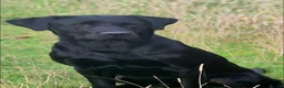 Labrador Retriever dogs for sale: KC registered hereditary clear pups. in Morpeth - Advert 4
