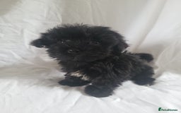 Morkie dogs for sale: Morkie puppies 5 🌟licence breeder  - Image 4