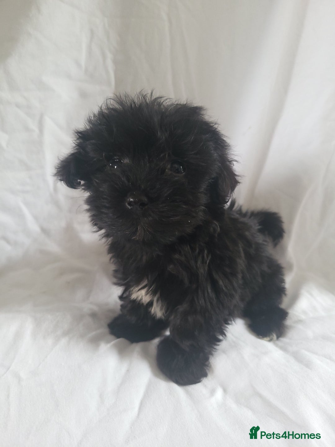 Morkie dogs for sale: Morkie puppies 5 🌟licence breeder  - Image 4