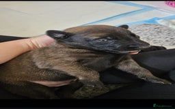 Belgian Shepherd Dog dogs for sale: Belgian malinois puppies  - Image 9
