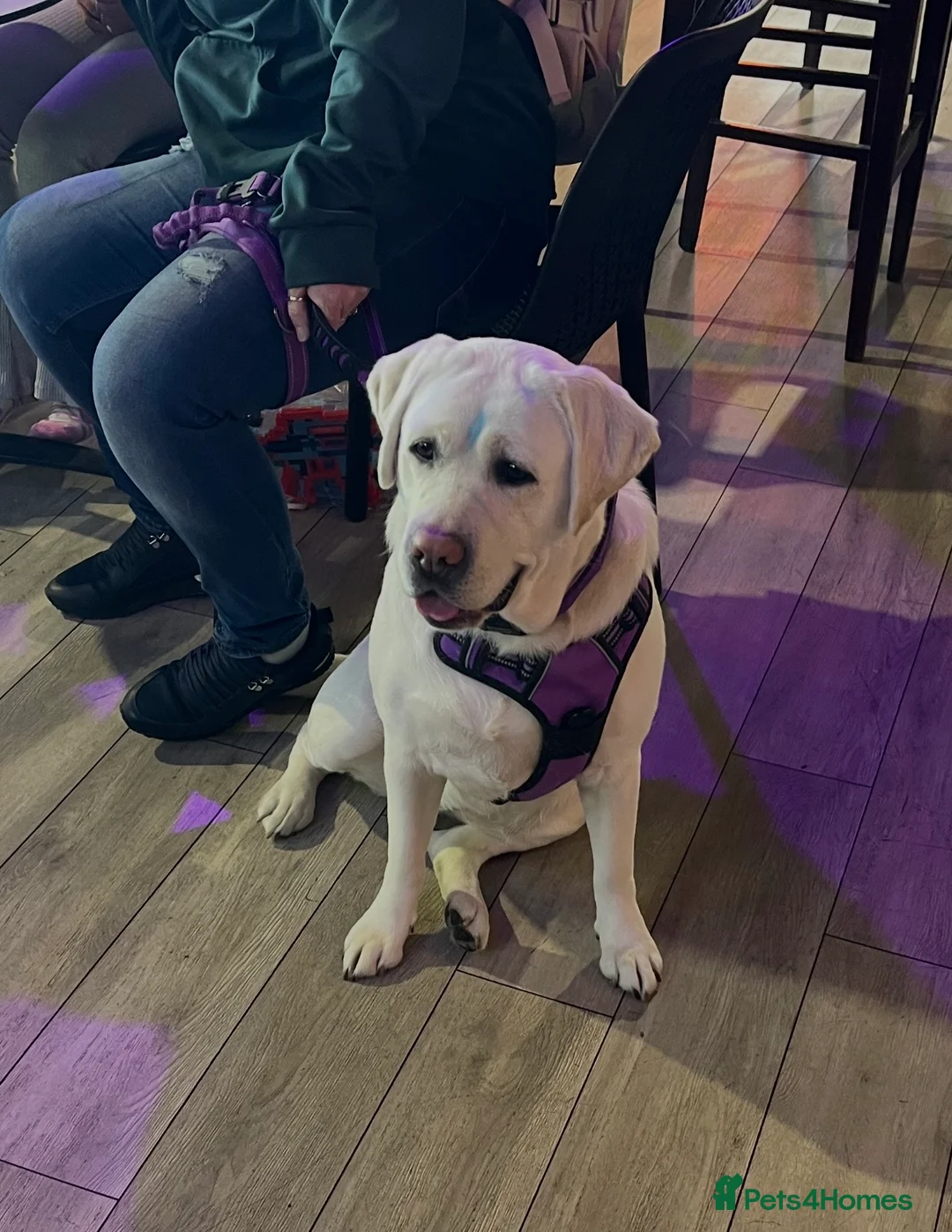 Labrador Retriever dogs for sale: KC Registered Labrador Puppies  - Advert 3