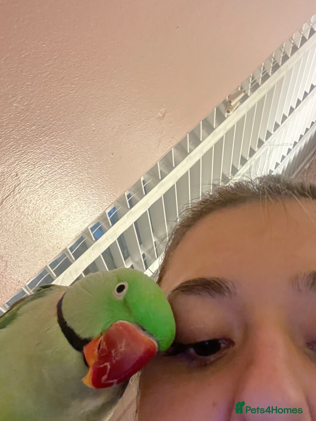 Parakeets birds for sale: Rose-ringed parakeet  - Advert 7