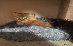 Maine Coon cats for sale: GCCF Registered female Maine Coon kitten - Image 3