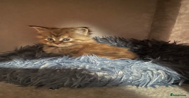Maine Coon cats - Advert 15