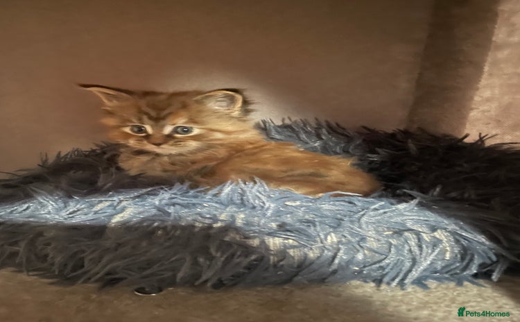 Maine Coon cats - Advert 3