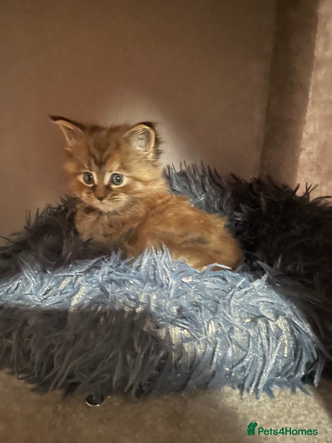 Maine Coon cats for sale: GCCF Registered female Maine Coon kitten - Image 3