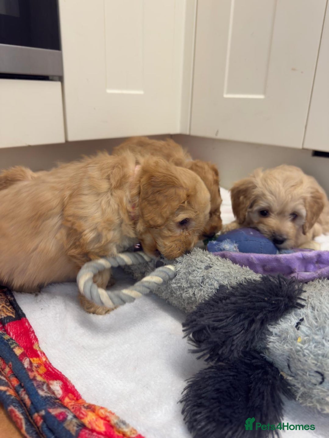 Cockapoo dogs for sale: Bred From Health Tested Parents - Advert 26