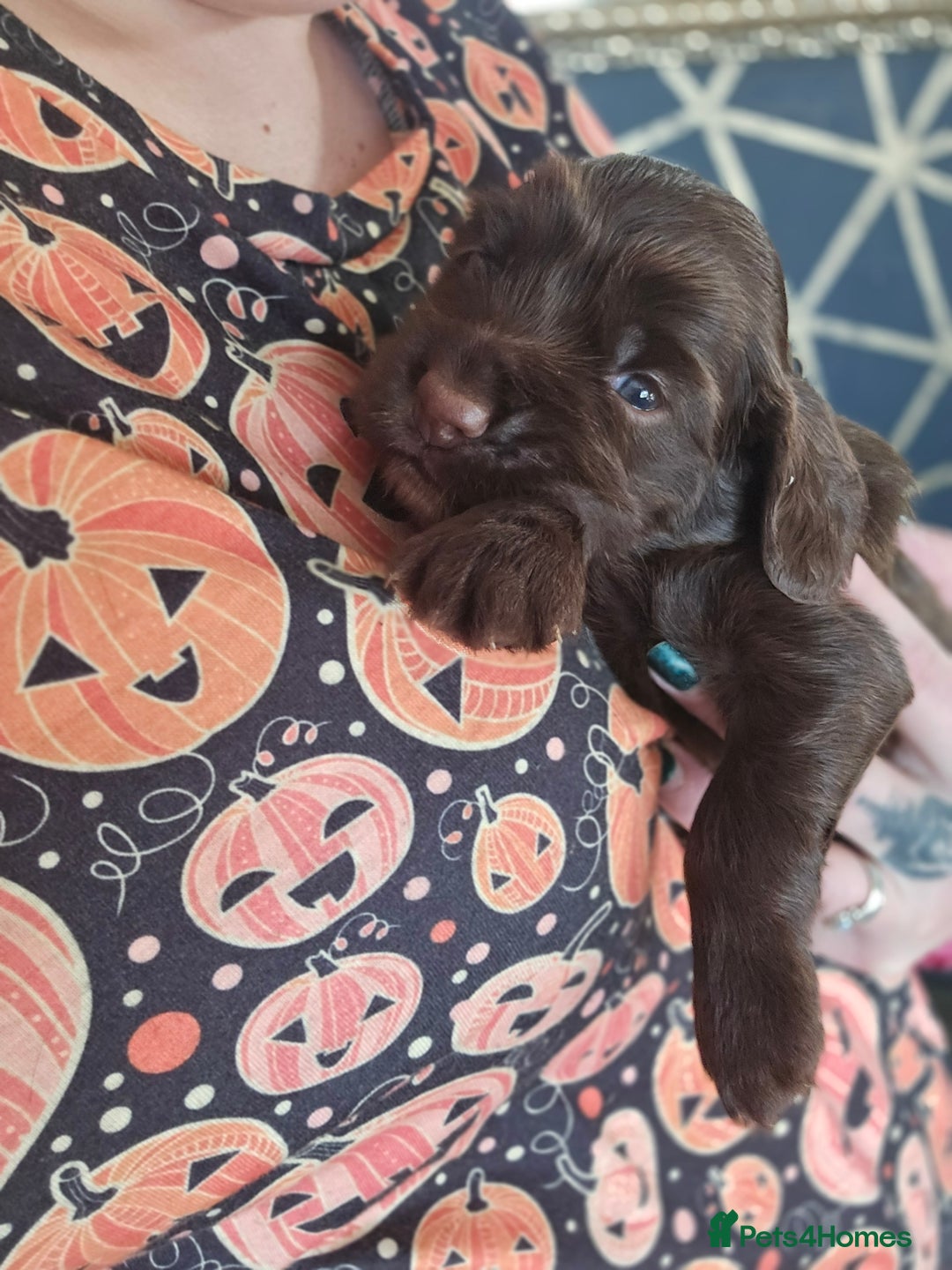 Cocker Spaniel dogs for sale: Cocker spaniel puppies - Image 33