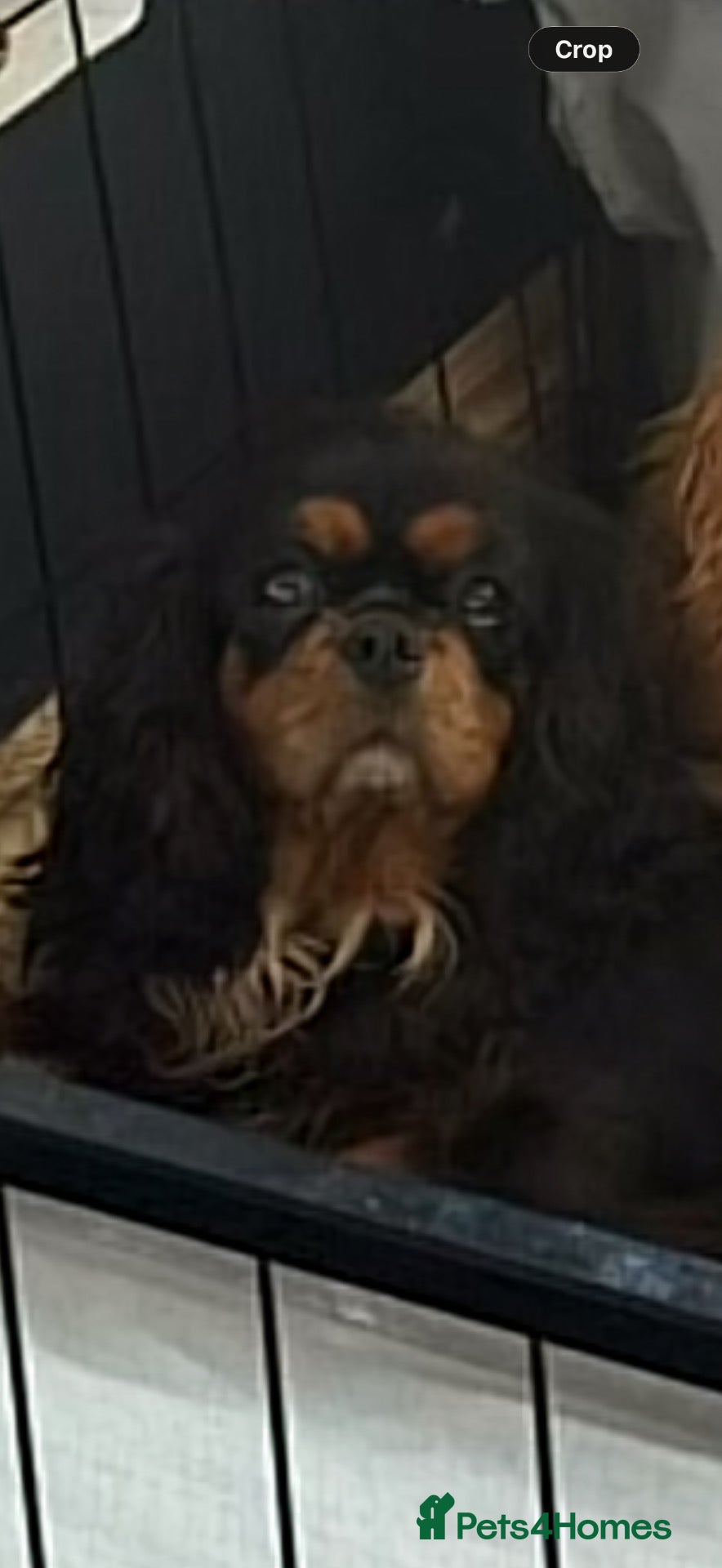 Cavalier King Charles Spaniel dogs Kc dna clear cavalier adult  - Advert 1