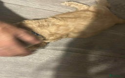 Cockapoo dogs for sale: 5 beautiful cockapoo's - Image 22