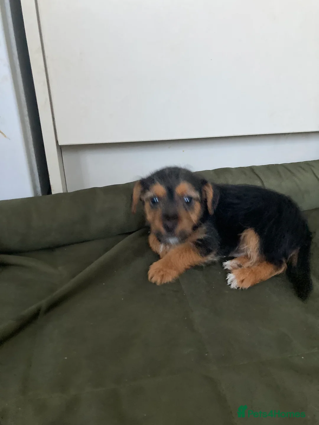 Jack Russell dogs for sale: Jack Russell  - Advert 11