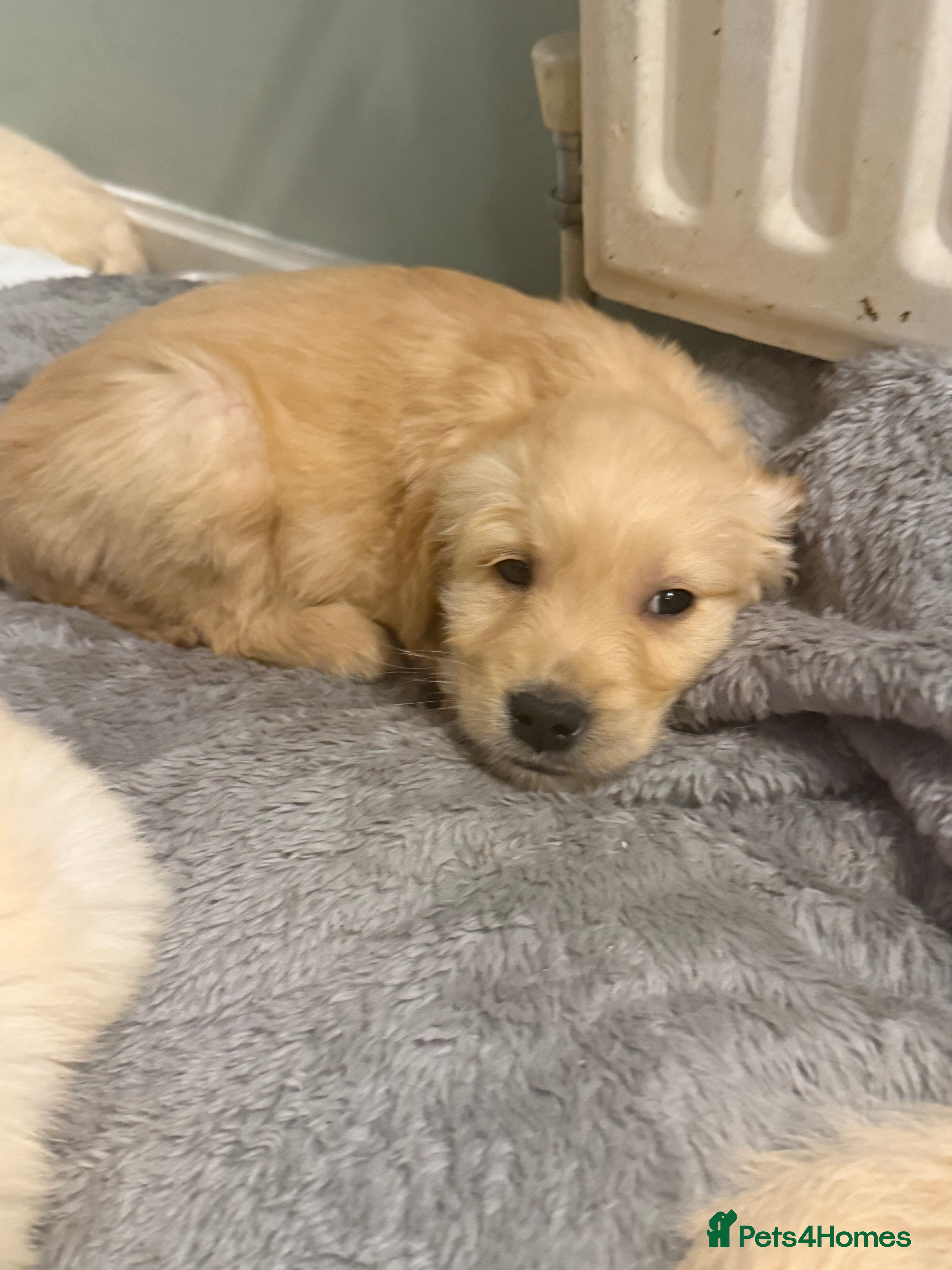 Golden Retriever dogs Chunky golden retriever pups ready for new homes - Advert 2