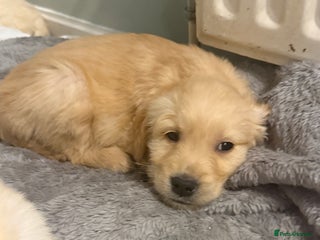 Golden Retriever dogs Chunky golden retriever pups ready for new homes - Advert 2