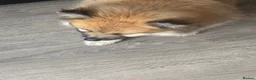 Pomeranian dogs for sale: REDUCED! 1 GIRL POMERANIAN AVAILABLE - Advert 4