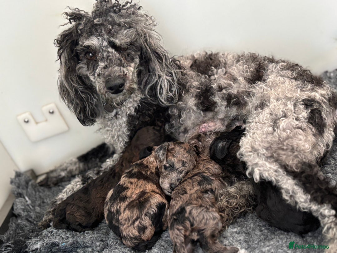 Miniature Poodle dogs for sale: Beautiful health tested miniature poodles  - Advert 8