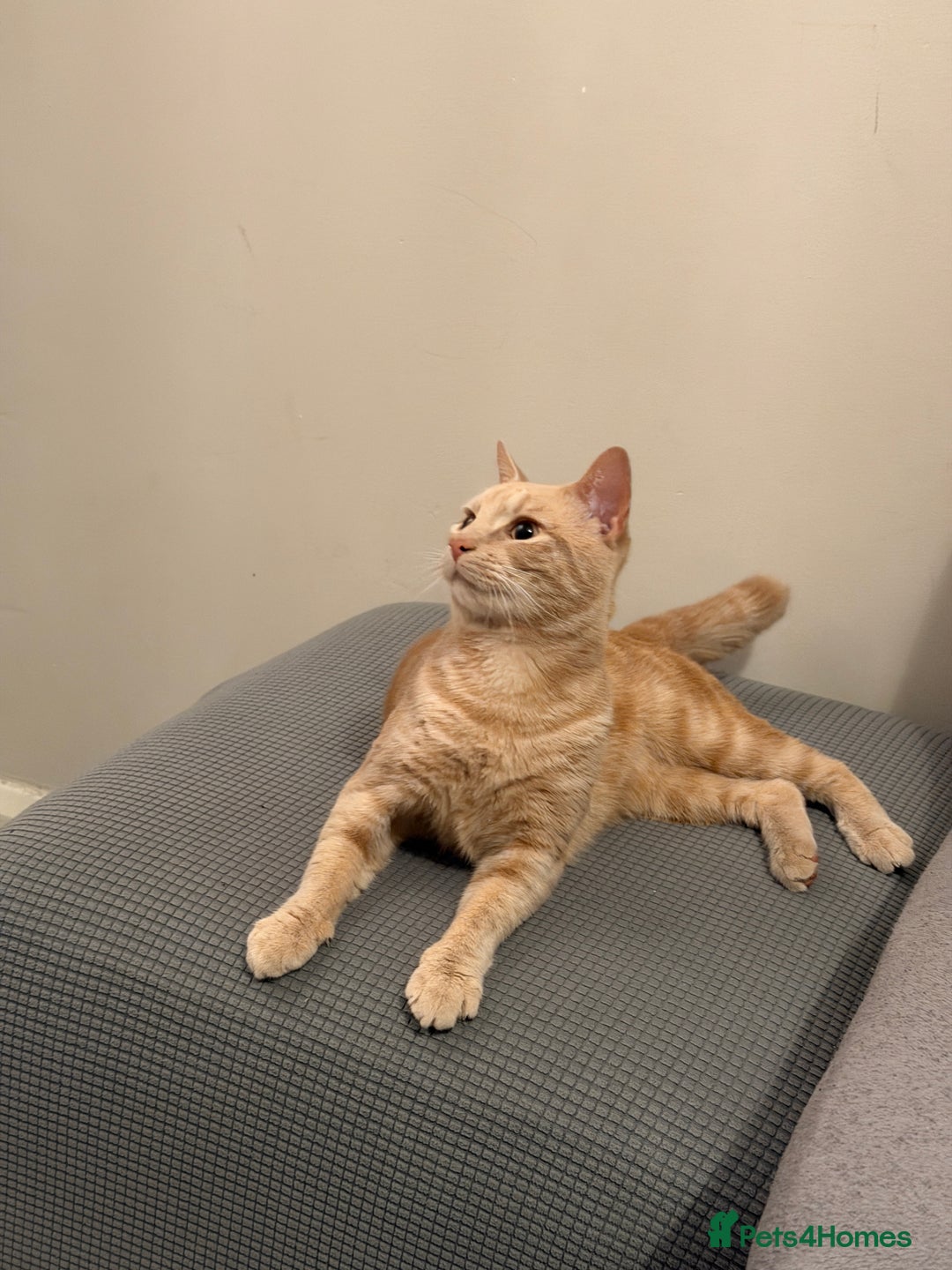 Mixed Breed cats for sale: Energetic Orange Tabby Mix Looking for a  Home  - Image 3