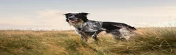 Border Collie dogs for stud: DNA clear proven Border Collie stud  in Treorchy - Advert 4