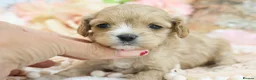 Cavapoo dogs for sale: Health Tested Cavapoos by Licensed Breeder - Advert 7