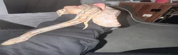 Corn Snake reptiles for sale: Corn snake  - Advert 2