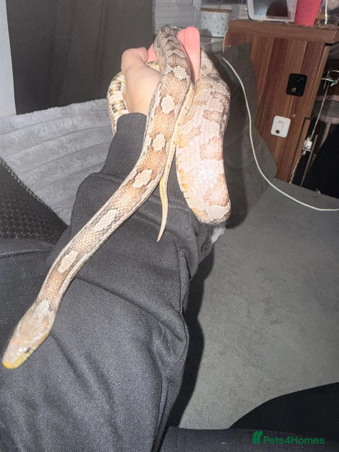 Corn Snake reptiles for sale: Corn snake  - Advert 2