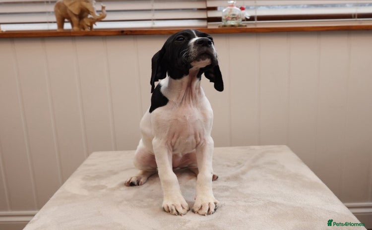 Pointer dogs - Advert 1