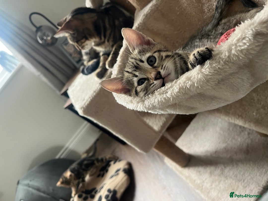Bengal cats for sale: 1 grey bengal kitten.  - Image 4