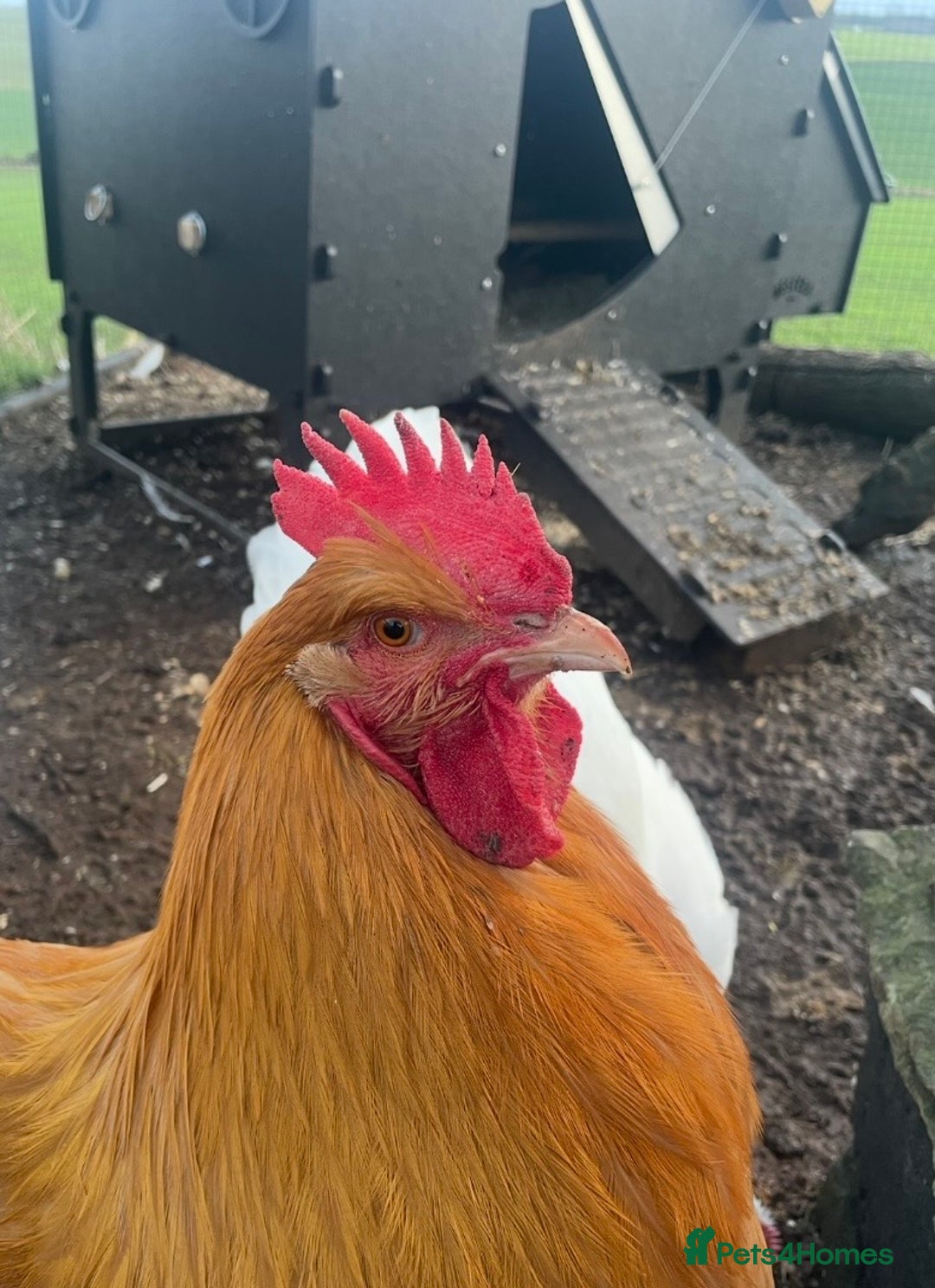 Chickens poultry for sale: 2x buff orphingtons roosters - Advert 1