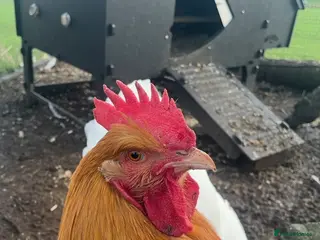 Chickens poultry 2x buff orphingtons roosters - Advert 1