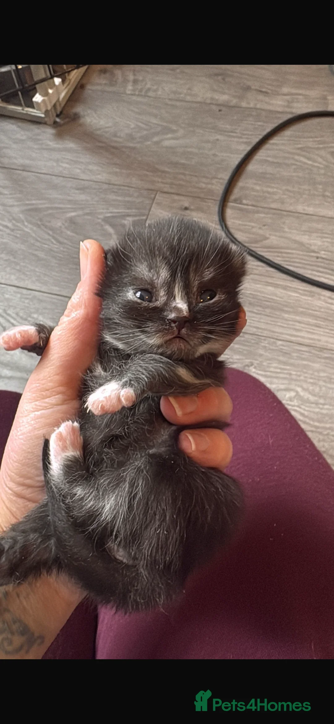 British Shorthair cats for sale: British shorthair kittens - Advert 3