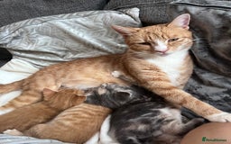 British Shorthair cats for sale: Beautiful little babies 💛 - Image 6