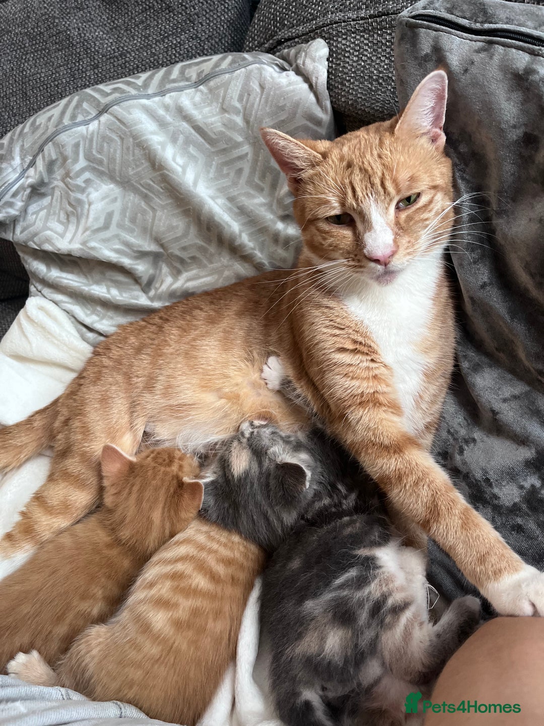 British Shorthair cats for sale: Beautiful little babies 💛 - Image 6