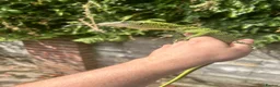 Monitor reptiles for sale: Varanus Reisengeri PAIR (Yellow Tree Monitors) - Advert 3