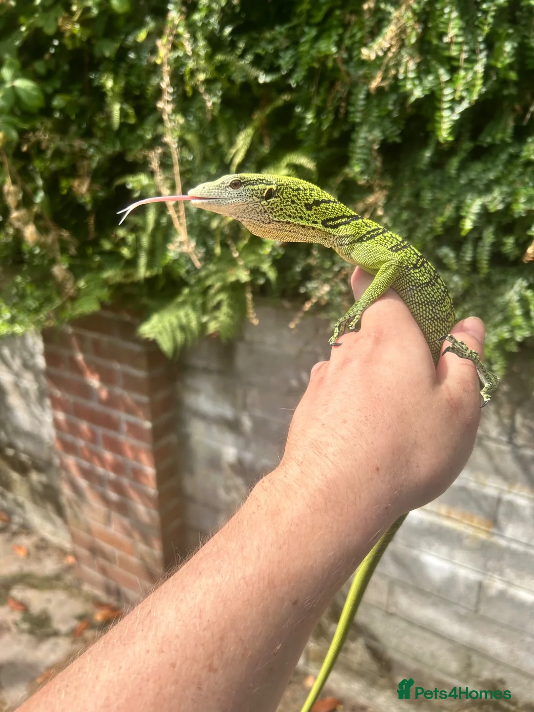 Monitor reptiles for sale: Varanus Reisengeri PAIR (Yellow Tree Monitors) - Advert 2