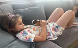 Guinea Pig rodents for sale: Baby male and female - Image 3