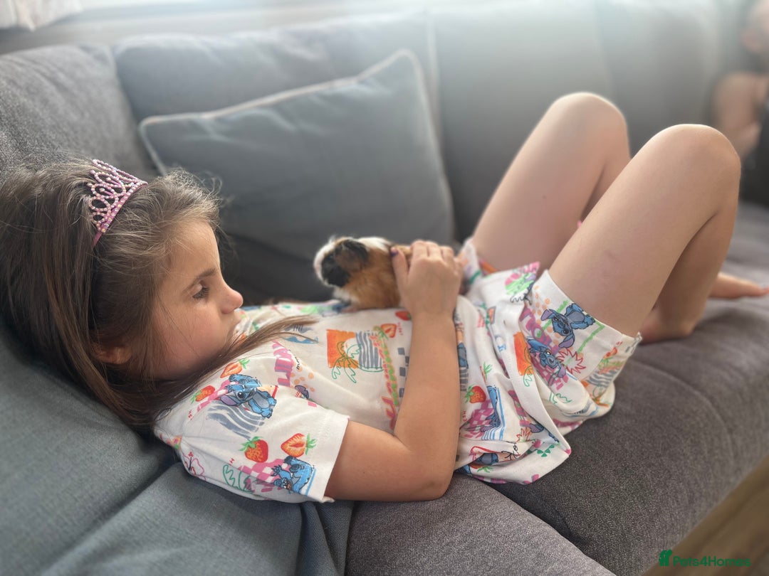 Guinea Pig rodents for sale: Baby male and female - Image 3