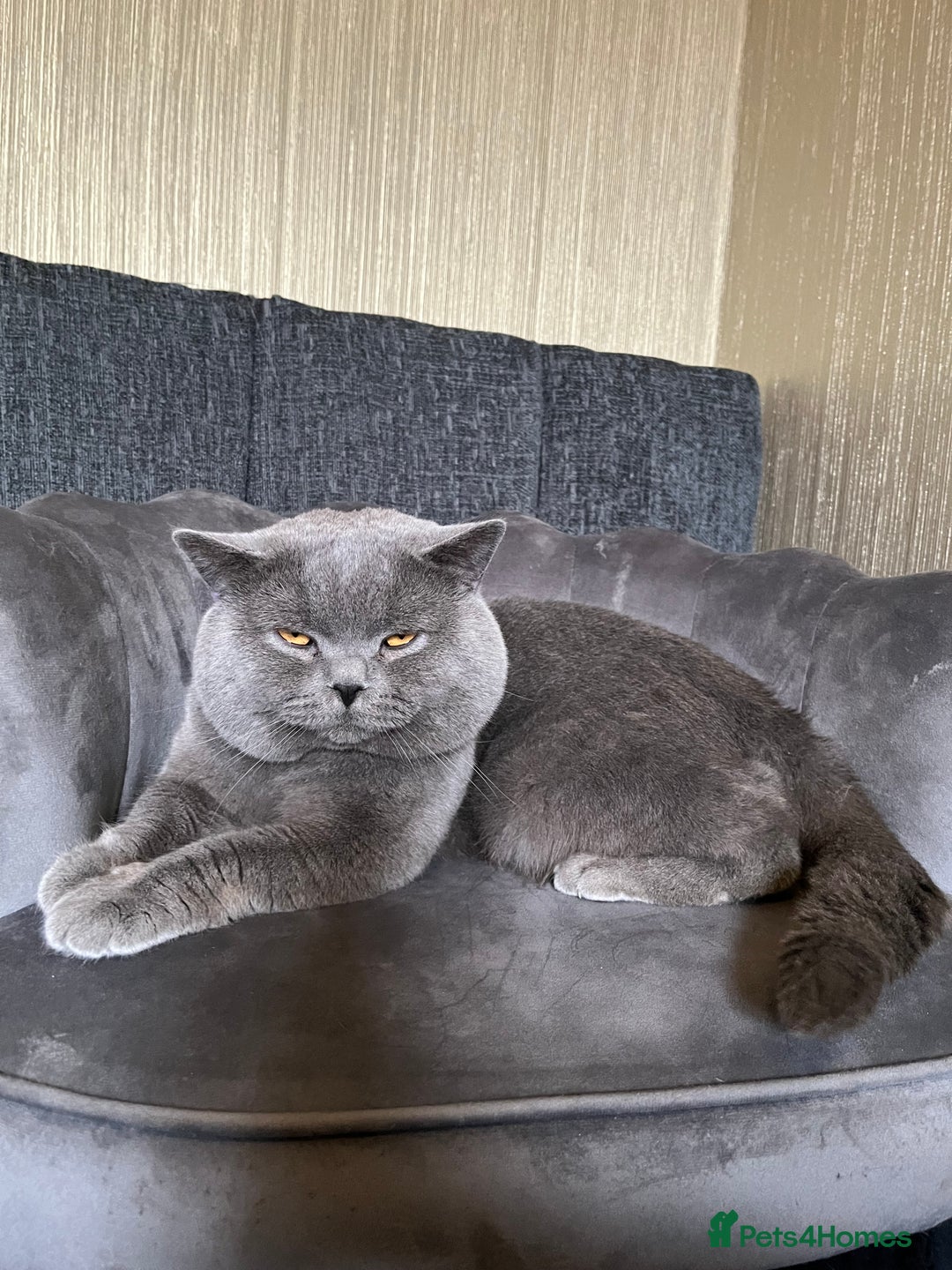 British Shorthair cats for sale: Our gorgeous boy  - Image 4