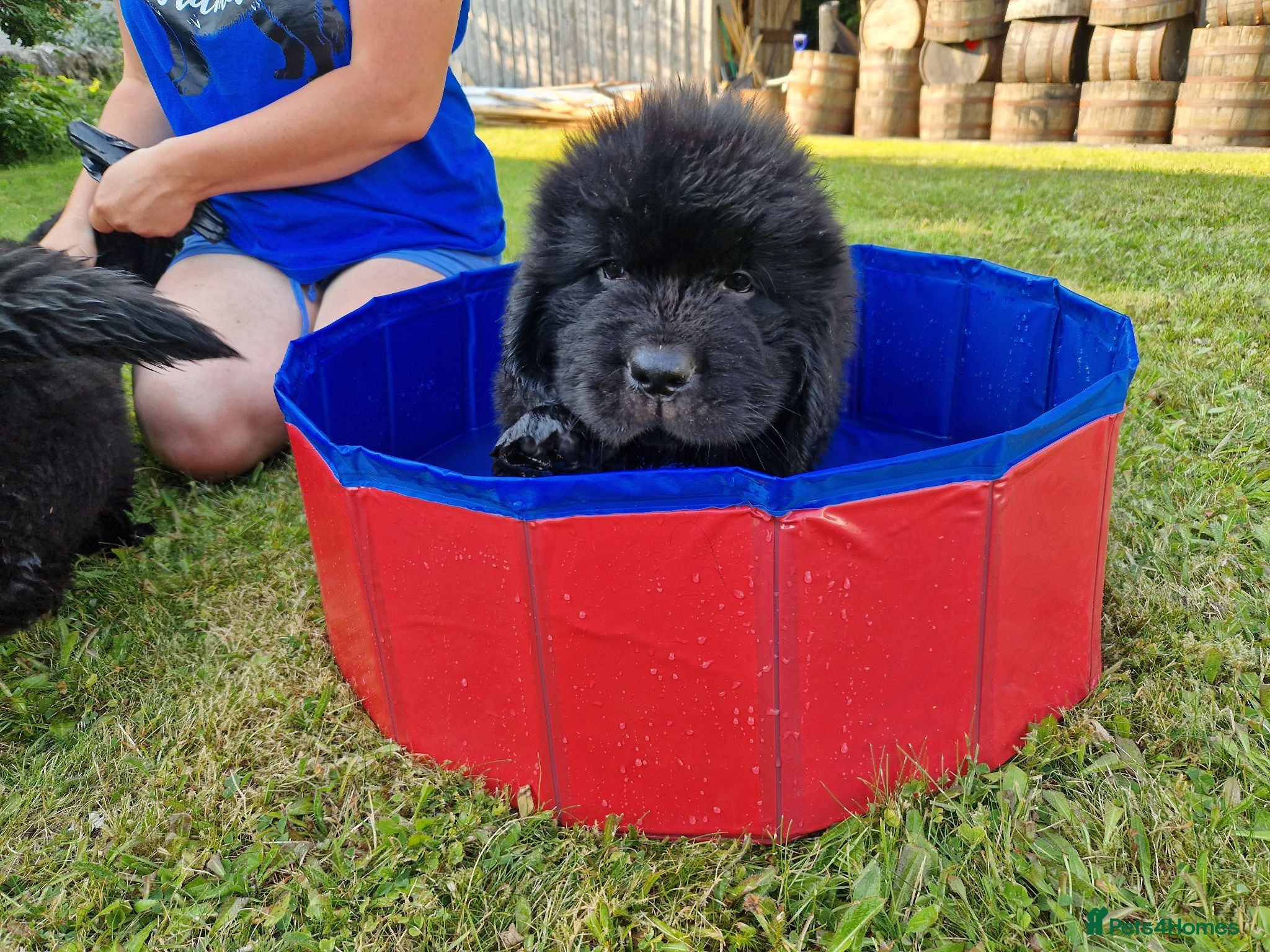 Newfoundland dogs KC Registered Black Newfoundland Puppies  - Advert 1