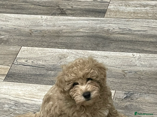 Mixed Breed dogs - Advert 3