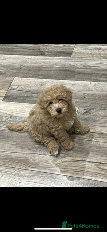 Mixed Breed dogs - Advert 2