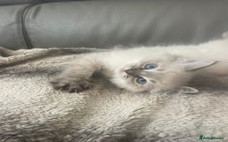 Ragdoll cats for sale: Last boy girl Hcm pkd so loving  playful cutie  - Image 3