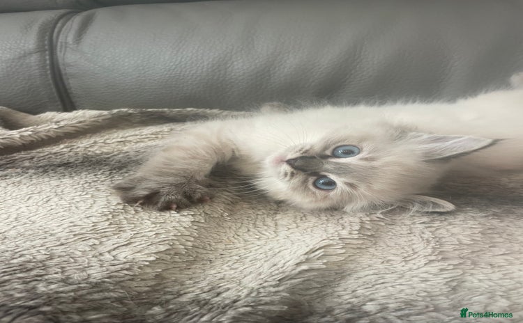 Ragdoll cats - Advert 4