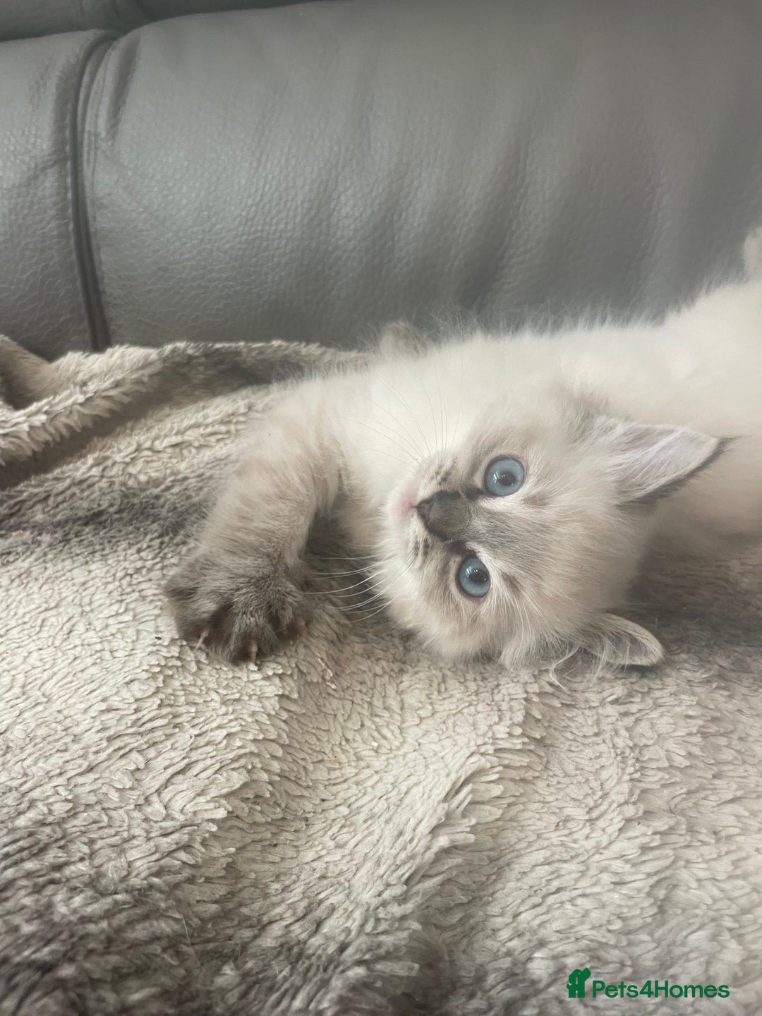 Ragdoll cats for sale: Last boy girl Hcm pkd so loving  playful cutie  - Image 3