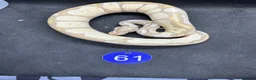 Python Snake reptiles for sale: Royal python hatchlings from £30 - Advert 6